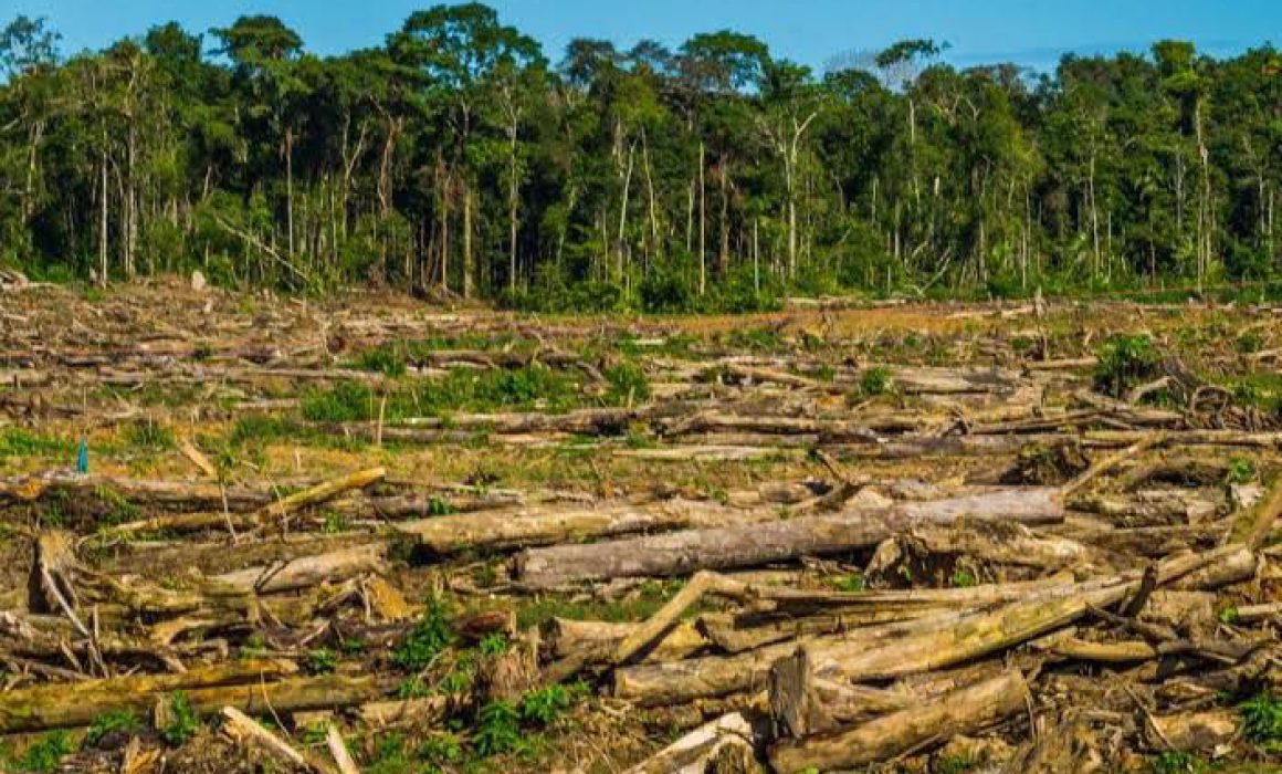 Ubican A Quintana Roo En Segundo Lugar Nacional En Deforestaci N