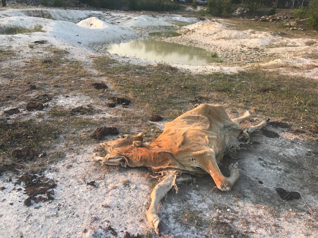 M S De Mil Cabezas De Ganado En Riesgo Por Sequ A En Bacalar