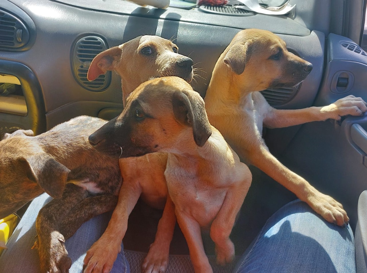 Convocan a marcha contra el maltrato animal - Quadratin Quintana Roo
