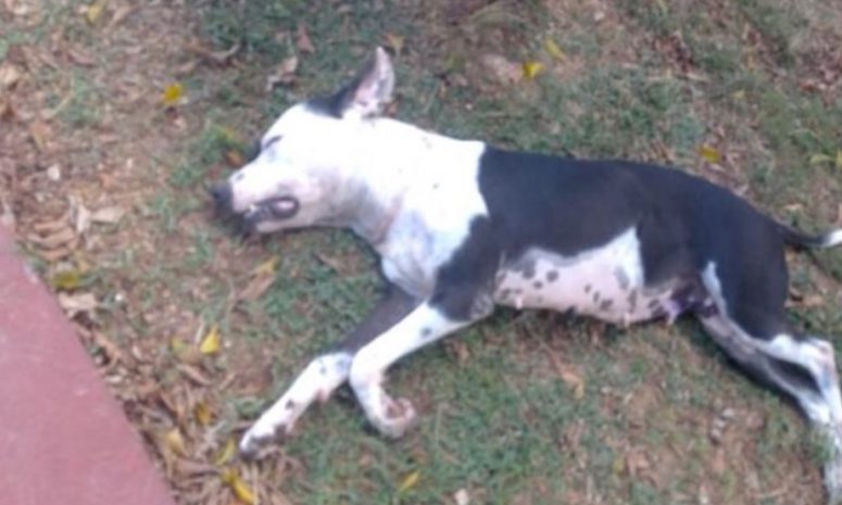 Falsos veterinarios dejan estela de muertes de perros en Cancún