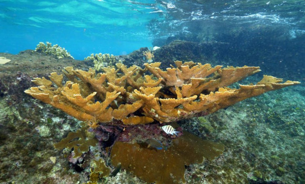 Tres arrecifes de Cozumel a vacaciones, cerrarán en abril y mayo -  Quadratin Quintana Roo