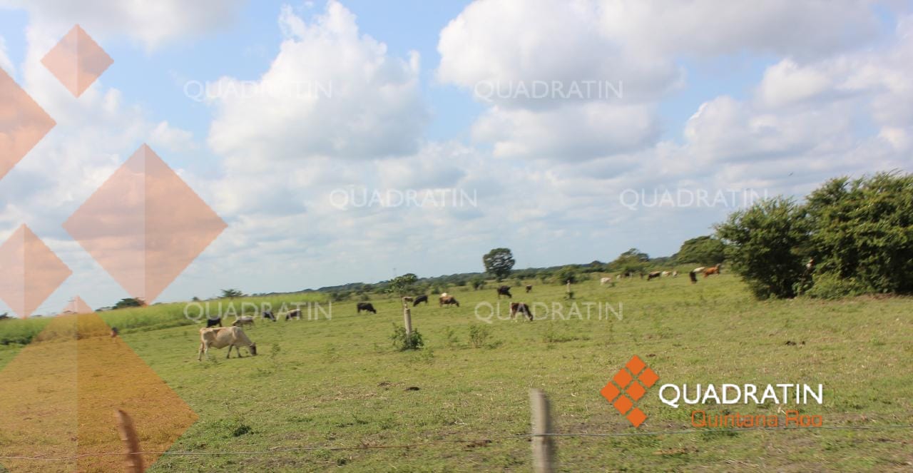 Afecta sequía al sector ganadero del sur de Quintana Roo - Quadratin ...