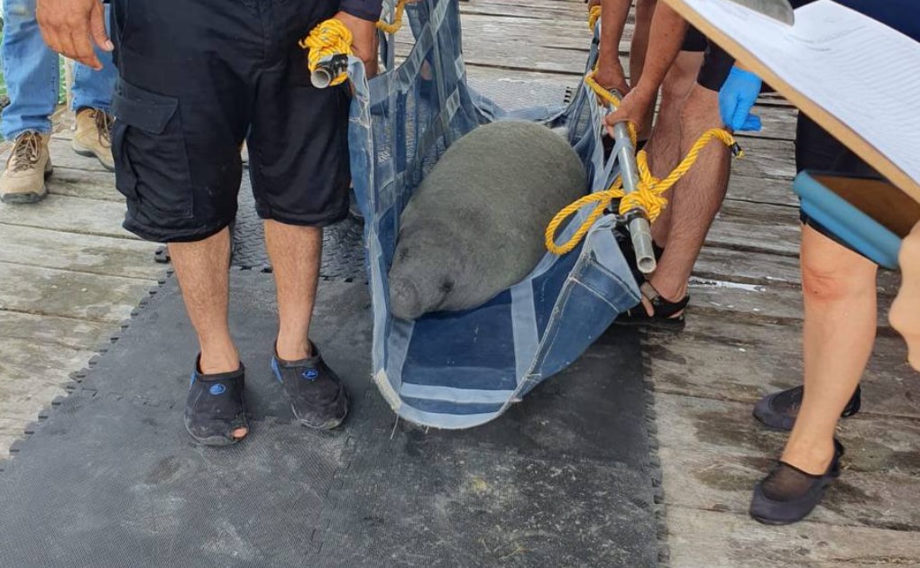 Lo salva un hombre y cocodrilo se convierte en su mascota - Quadratin  Quintana Roo