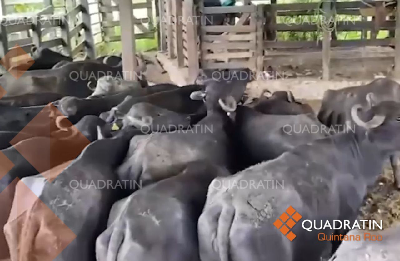 Repartirán hembras de búfalo a productoras de Quintana Roo - Quadratin ...