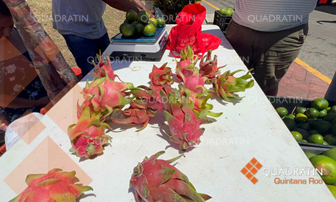 Abren espacios a productores de zona sur de Quintana Roo - Quadratin ...