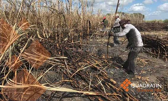 Cierran cañeros de Quintana Roo año azucarero con precio histórico ...