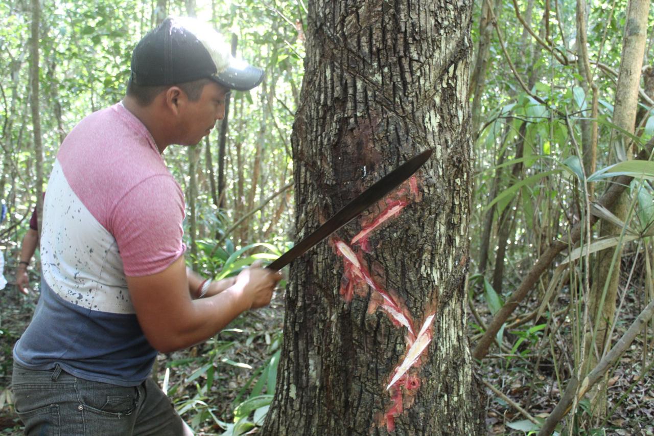 Mara Lezama Impulsa A La Industria Chiclera De Quintana Roo - Quadratin ...