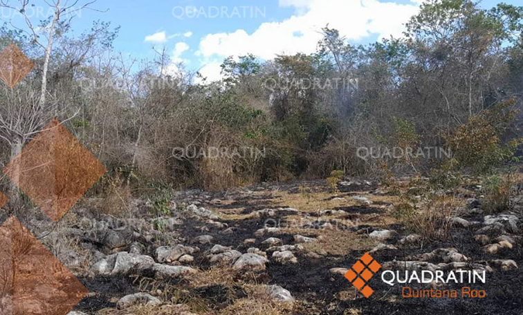 En riesgo 3.8 millones de hectáreas en Quintana Roo - Quadratin ...