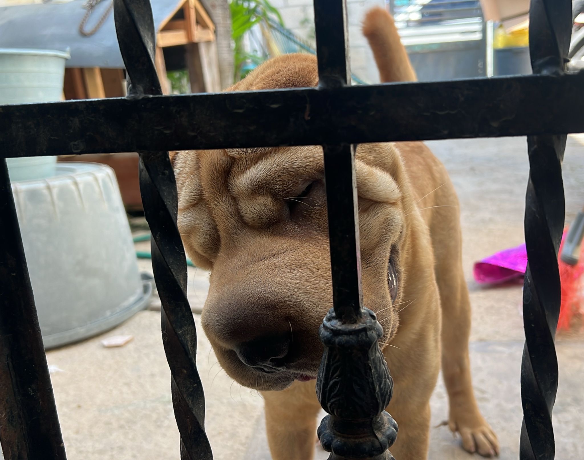 Fortalecen vigilancia contra el maltrato animal en Quintana Roo ...