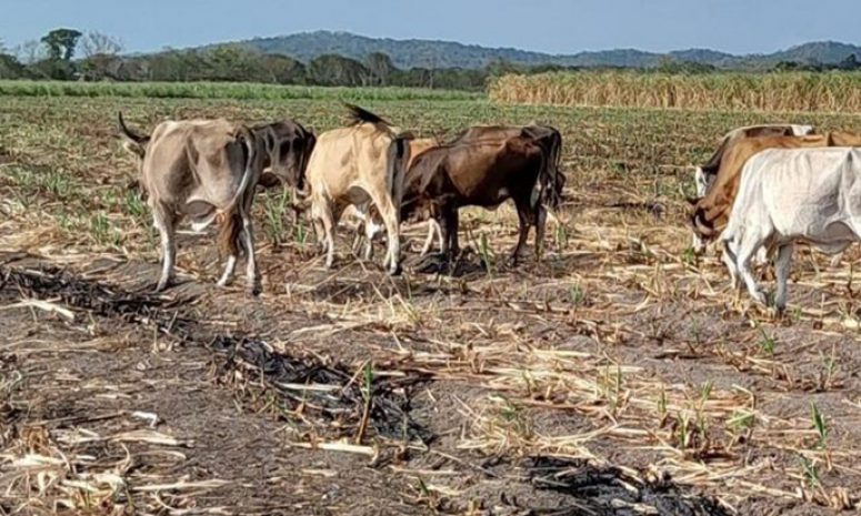 Sequía agobia a ganaderos de Quintana Roo