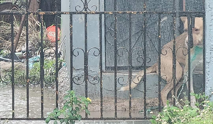 Aumentan casos de maltrato animal en sur de Quintana Roo - Quadratin ...