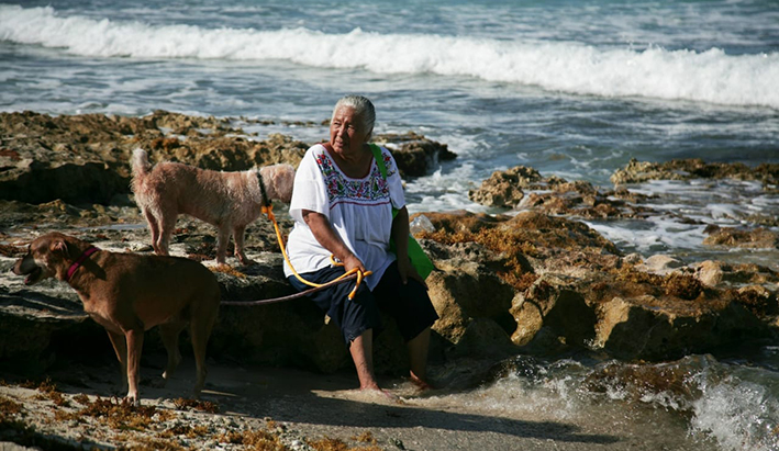 Procuraduría de Protección al Ambiente impulsa el bienestar animal ...