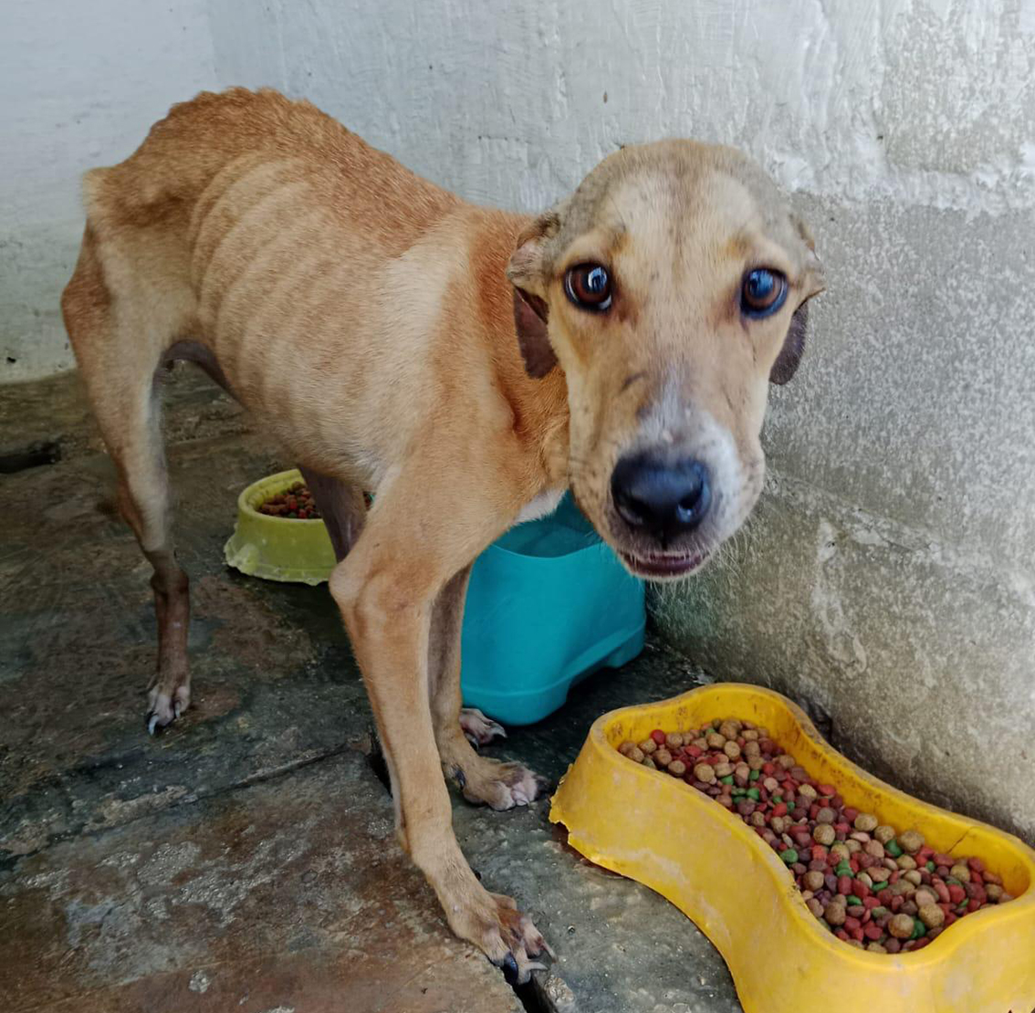 Llaman a denunciar el maltrato animal en Quintana Roo - Quadratin ...