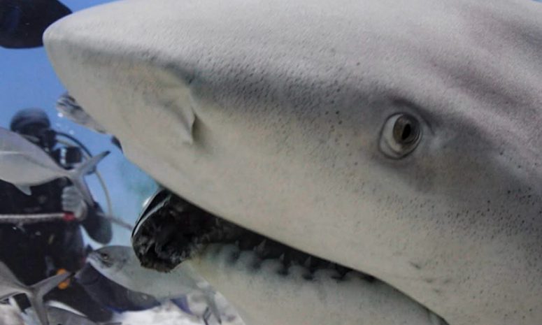 Exitosa temporada del tiburón toro