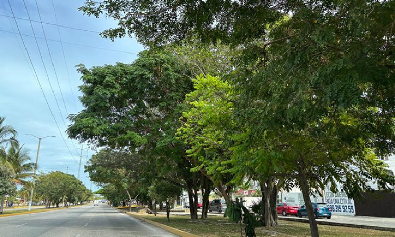 Plantarán árboles para combatir calor en Cancún