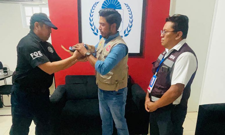 Resguardan a perrito que fue colgado de dron en Chetumal