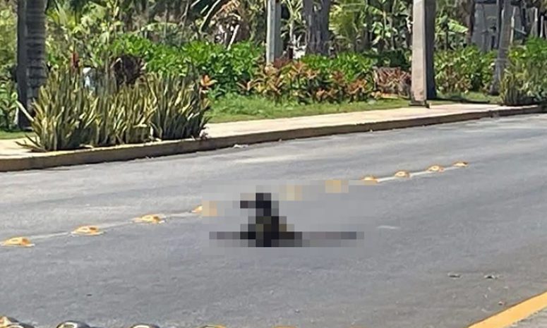 Muere atropellado mono araña en carretera federal 307