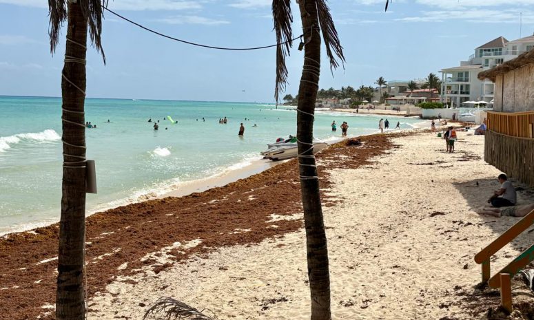 Enfrentan oleada de sargazo con trabajo colectivo en Playa del Carmen