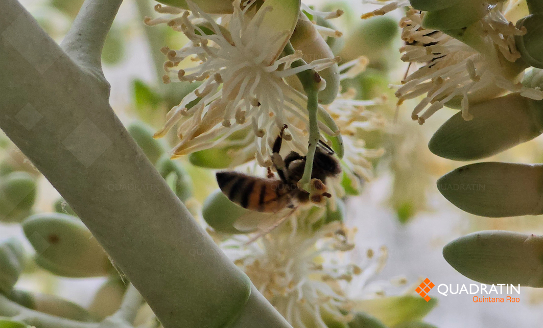 Sequía retrasa producción de miel en el sur de Quintana Roo - Quadratin ...