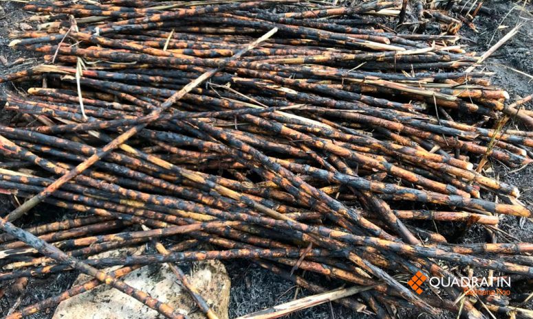 En riesgo 20 mil hectáreas de caña por hongo fusarium en Quintana Roo