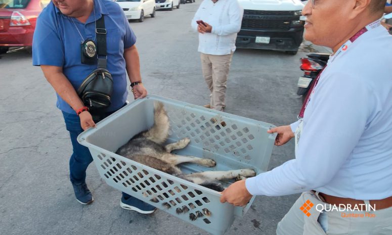 Rescatan a husky en estado crítico por presunto maltrato en Cancún