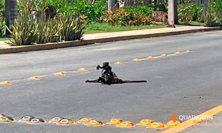 Aumentan rescates de fauna silvestre en Playa del Carmen
