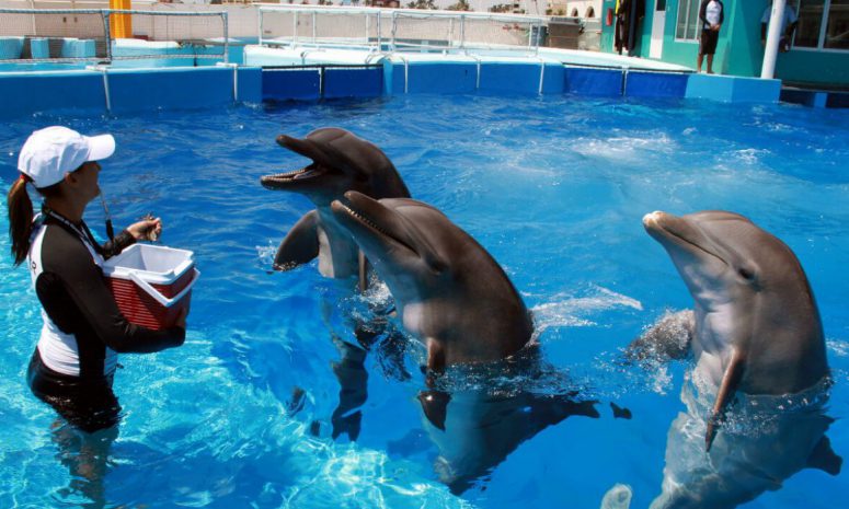 Adiós a shows con delfines en México; Senado prohíbe esos espectáculos