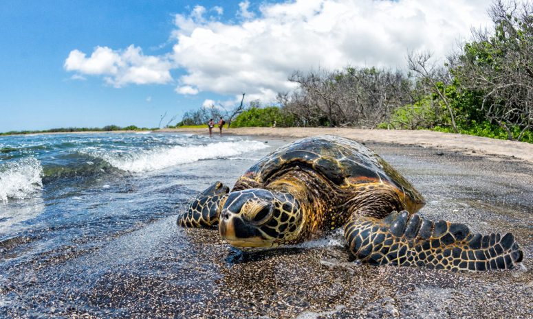 Un llamado urgente en el Día Mundial de las Tortugas Marinas