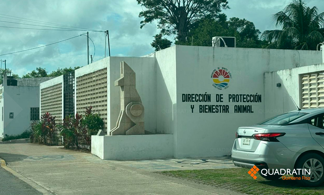 Endurecen acciones contra el maltrato animal en Quintana Roo ...