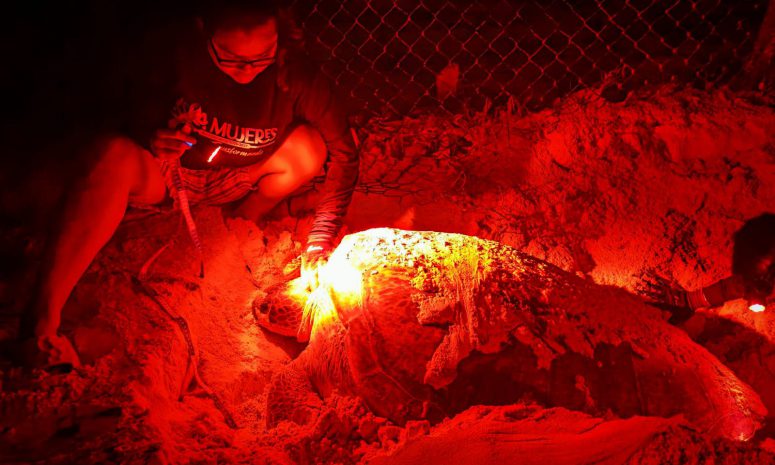 Nacen primeras tortugas marinas de la temporada 2025 en Isla Mujeres
