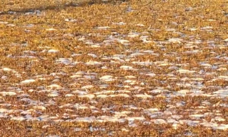 Aparecen centenas de peces muertos en el río Indio de la Costa Maya