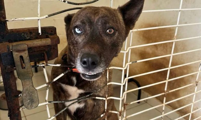Organizan feria de adopción con más de 100 mascotas en Playa del Carmen