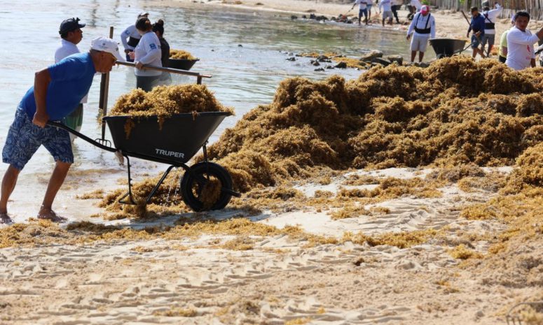 Retiran más de 140 toneladas de sargazo en Playa Norte de Isla Mujeres