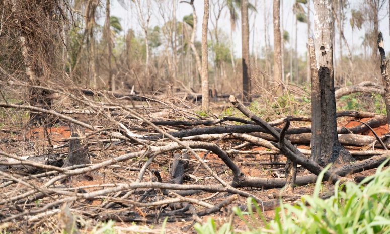 Arrasan menonitas con 11 hectáreas de selva maya en Quintana Roo