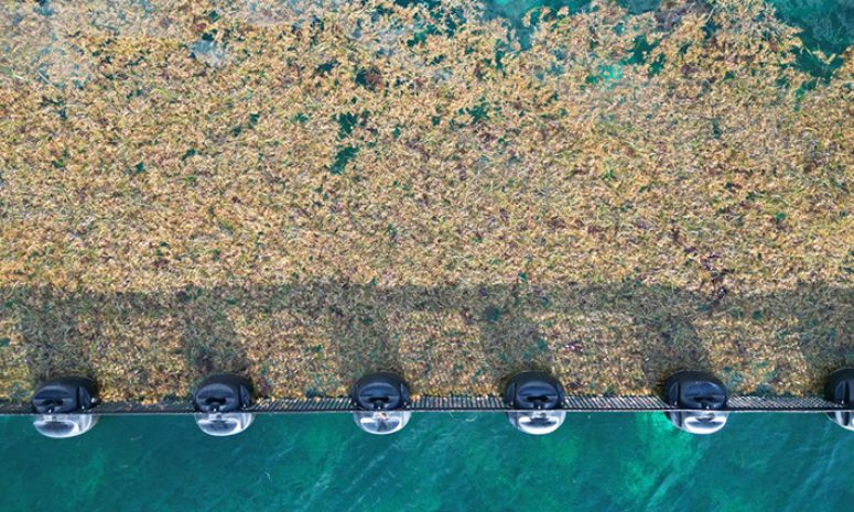 Recolecta Quintana Roo 41 mil toneladas de sargazo en lo que va del año