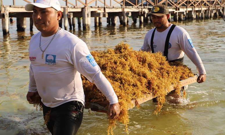 Echan montón al sargazo en Isla Mujeres