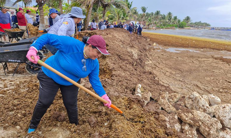 Recolectan más de 100 toneladas de sargazo en Mahahual