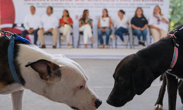 Ya cuenta Quintana Roo con Caravanas de Bienestar Animal - Quadratin ...