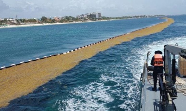 Autoriza Quintana Roo recolección de sargazo a la IP en mar abierto