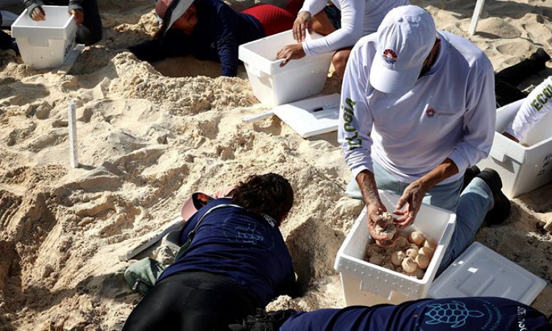 Resguardados más de 420 mil huevos de tortugas en Cancún