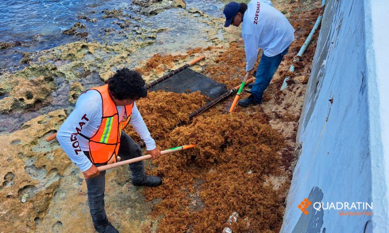 Recalan 20 toneladas de sargazo en Cozumel en 2 días