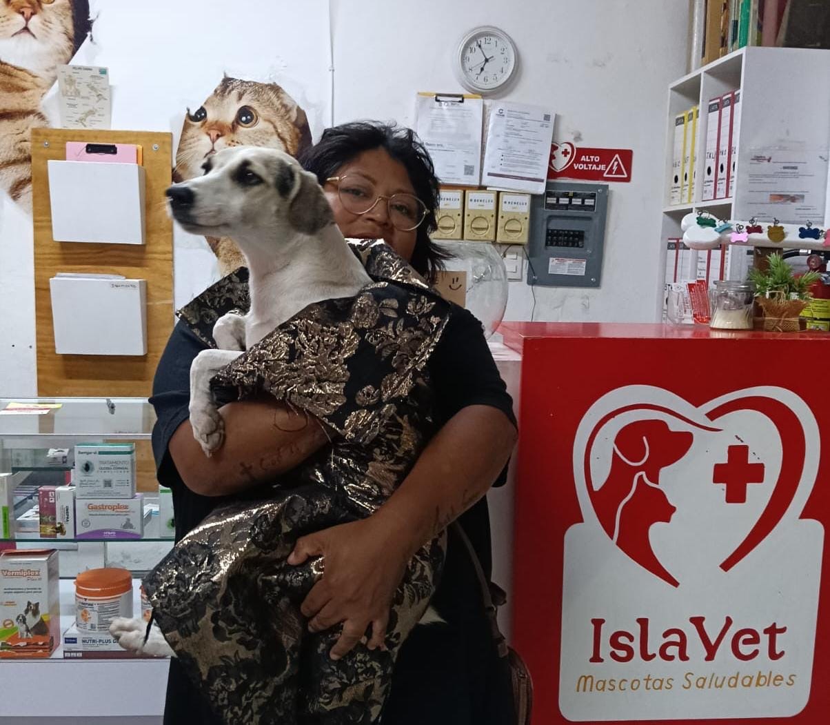 Crece el abandono y maltrato animal en Cozumel - Quadratin Quintana Roo