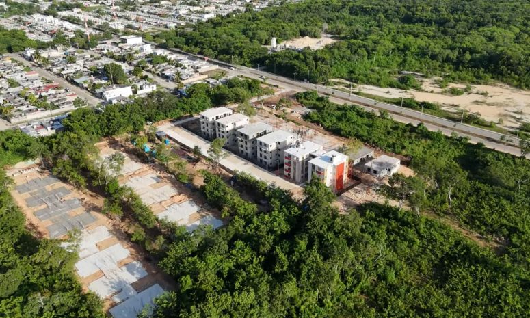 Proponen un árbol cada 15 metros en nuevos desarrollos de Quintana Roo