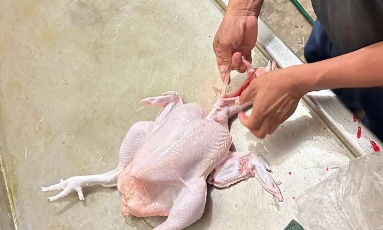 Revisan aves en rastro de Cozumel ante riesgo de enfermedades