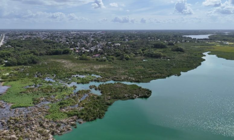 Detectan metales pesados en peces de La Sabana de Chetumal