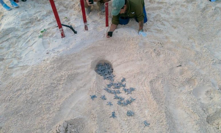 Toman el rumbo al mar desde Cozumel cerca de 7 mil tortugas