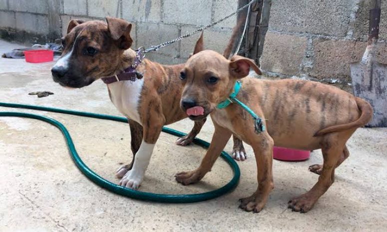 ¿Amor por los animales o Síndrome de Noé?