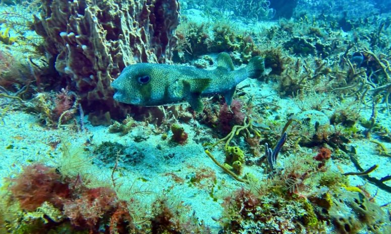 Dan respiro a arrecifes de Cozumel con cierres al turismo