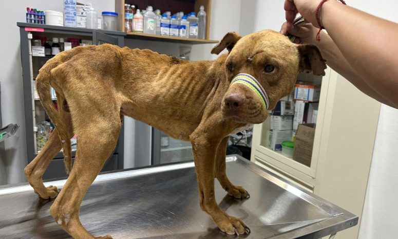 Maltrato animal enciende alertas: hasta 60 casos al día en Cancún