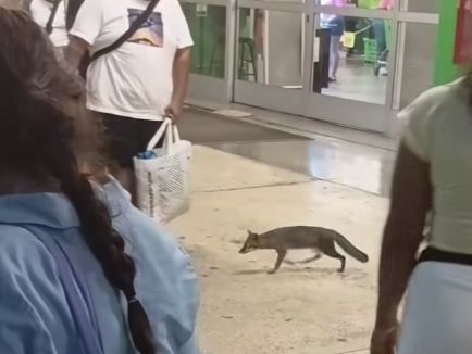 Quintana Roo Health Authorities Urge Individuals Who Touched Wild Grey Fox in Cancún to Come Forward